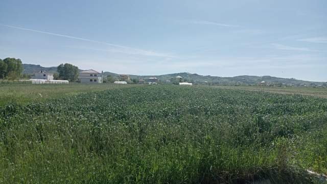 Durres, ofert toke bujqesore 8.000 m² 85.000 Euro (Hardhishte, Shijak)