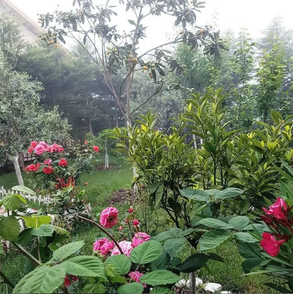 Tirane, SHITET VILE + TRUALL, 9+2+2Anekse+6 Ballkone, 2 Kate + Papafingo, 400 m² + 1,200 m2 Truall :  380.000€  (Peze e Vogel)