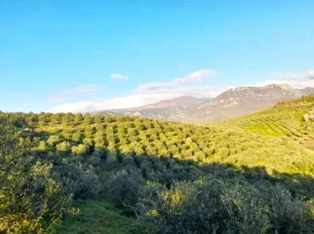 Fushe Kruje, shes toke 50.000 m² 350.000 Euro (NE MAMURRAS, 2 KM LARG QYTETIT)