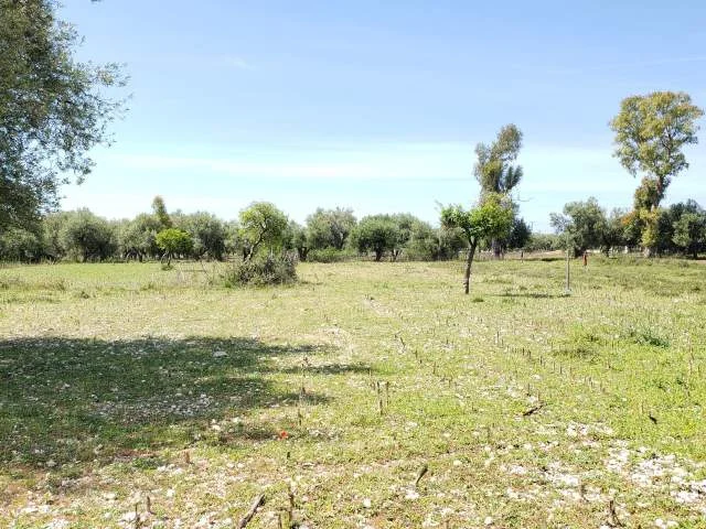 Mundesi E Rralle: Investim Ne BORSH:  📍 Rivieren E Mrekullueshme Te Jugut (950m2) Turall Ne Rruge Kryesore  - 950 m²  ✨ 115,000 Euro ✨