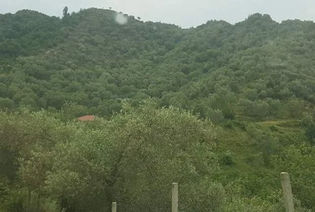 Tirane, Marikaj Shiten 2 Ullishte me siperfaqe totale 16.200 m², Cmimi Fillestar 39.680.000 Leke