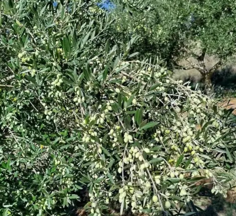 Kavaje, shes toke ne bregdet , 1.840 m² 100.000 € (Golem Kavaje)