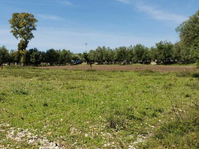 Mundesi E Rralle: Investim Ne BORSH:  📍 Rivieren E Mrekullueshme Te Jugut (950m2) Turall Ne Rruge Kryesore  - 950 m²  ✨ 115,000 Euro ✨