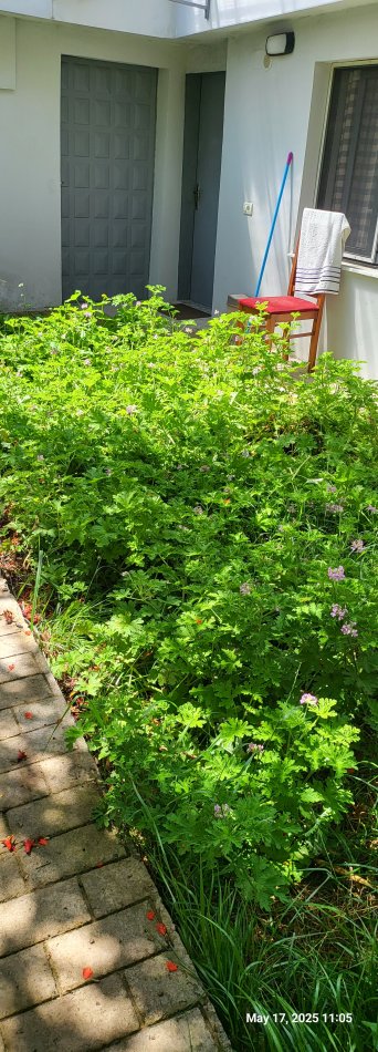 Tirane, jepet me qera apartament 1+1 Kati 0, 40 m² 190 euro (Rruga Halit Bega prane QSUT ose Shkolles se Bashkuar ose Shkolla Bajram Curri.)