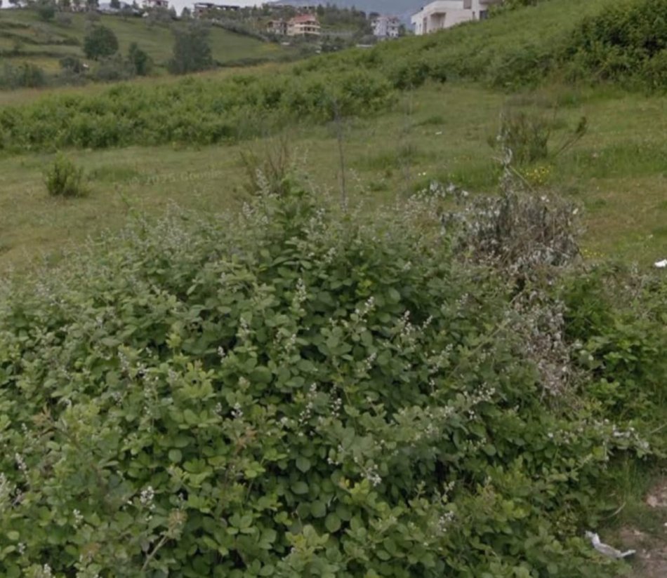 Tirane, shes truall , 800 m² 300.000 € (Mjull Bathore Tirane ALBANIA)