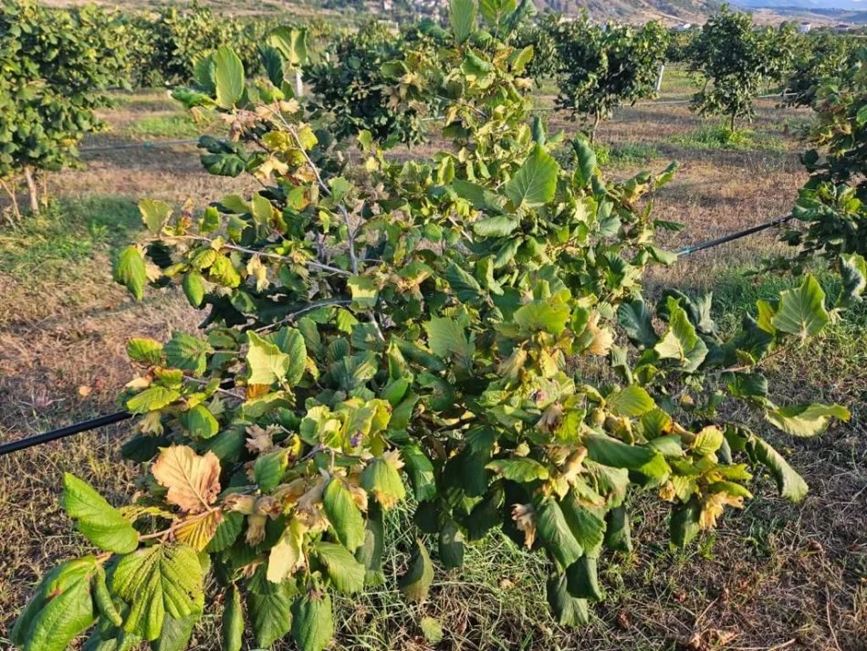 Korce, shitet toke , 30.000 m² 300.000 € (Km 3 Korcë - Bilisht)