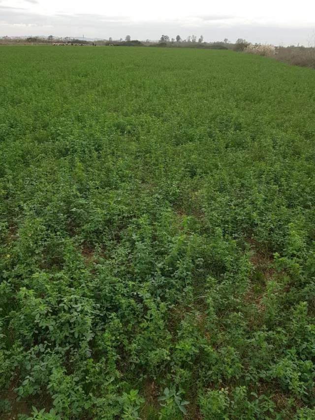 SHITET TOKE  BUZE AUTOSTRADES  TR-DR ne Vore  45.000 m2  me 80 euro/m2 Euro (AUTOSTRADA TIRANE-DURRES)