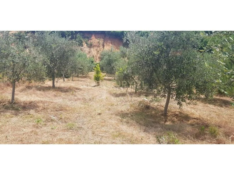 SHITET 2000M2 TOKE PEMTORE NE LINZE 150 RRENJE ULLINJ +100 RRENJE LAJTHI - 90.000 Euro!!