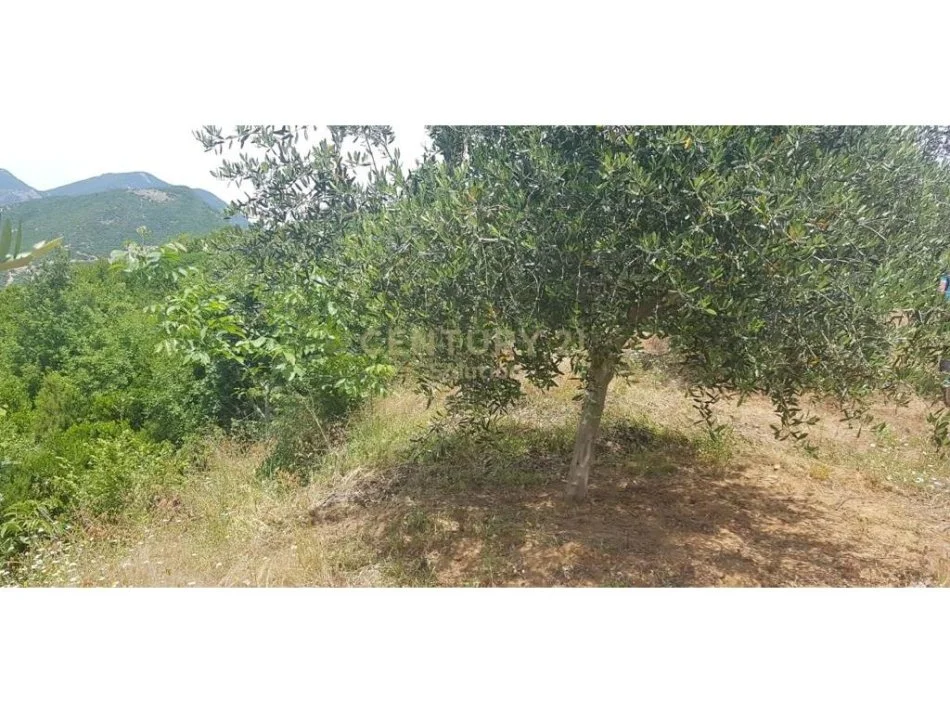 SHITET 2000M2 TOKE PEMTORE NE LINZE 150 RRENJE ULLINJ +100 RRENJE LAJTHI - 90.000 Euro!!