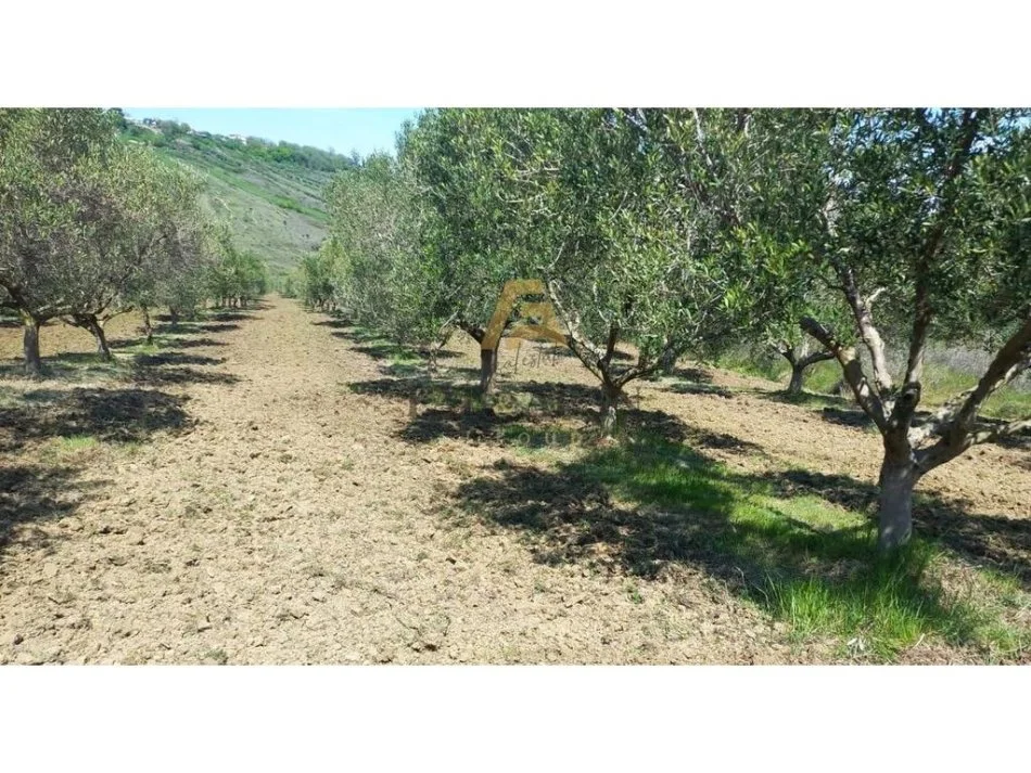 Spille, shitet toke , 10.000 m² 400.000 € (Kavaje Spille)