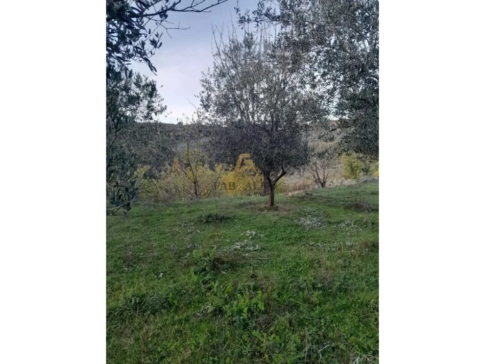 Tirane, shitet toke , 3.000 m² 260.000 € (Gurre e Madhe)