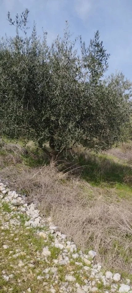 Dritas, Shtet Tok Ullishte, Afer Liqenit Tapizes