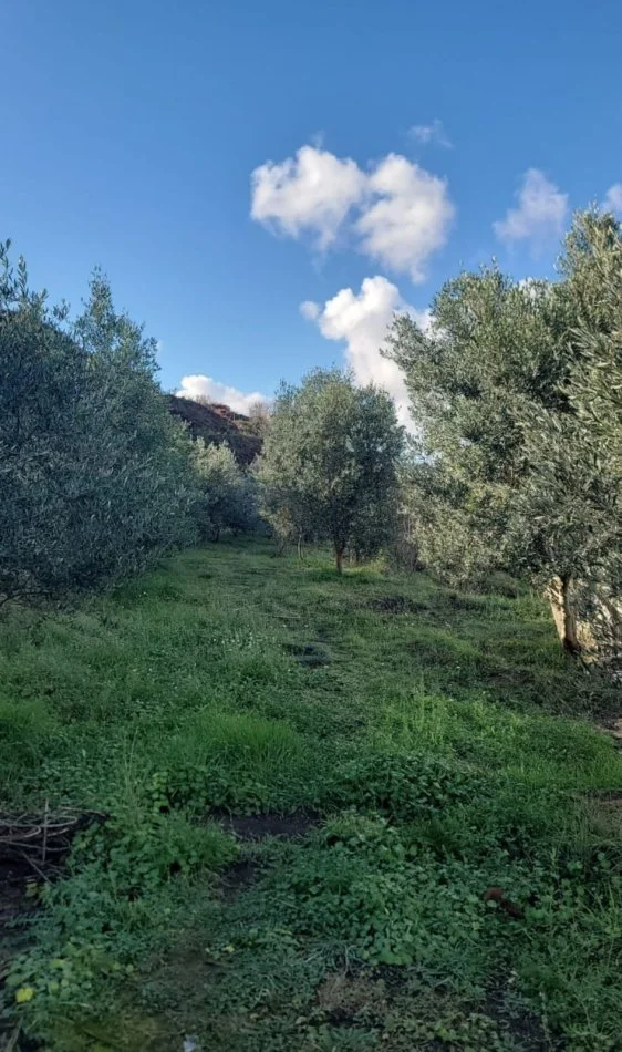 Tirane, shitet , 10.000 m² 