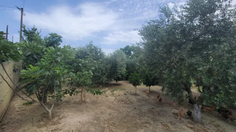 Durres, shitet truall , 324 m² 72.000 € (Shume prane rruges kryesore Aleksander Goga.)