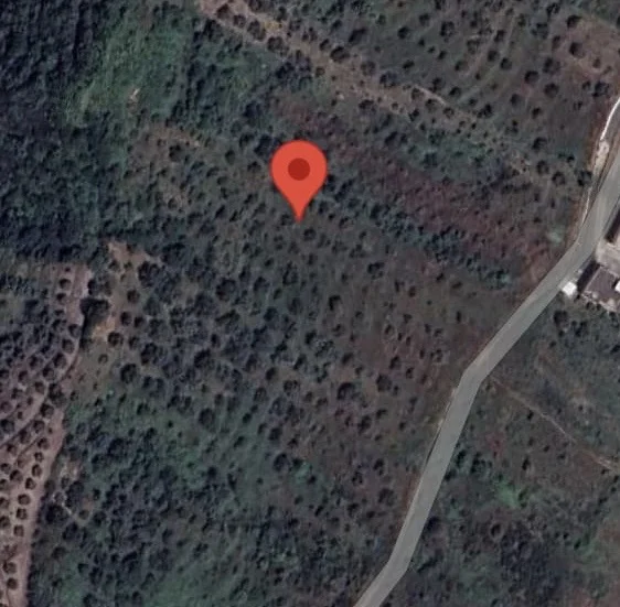 Shitet toke ( ullishte ) 4.500 m² (Vore) Marqinet