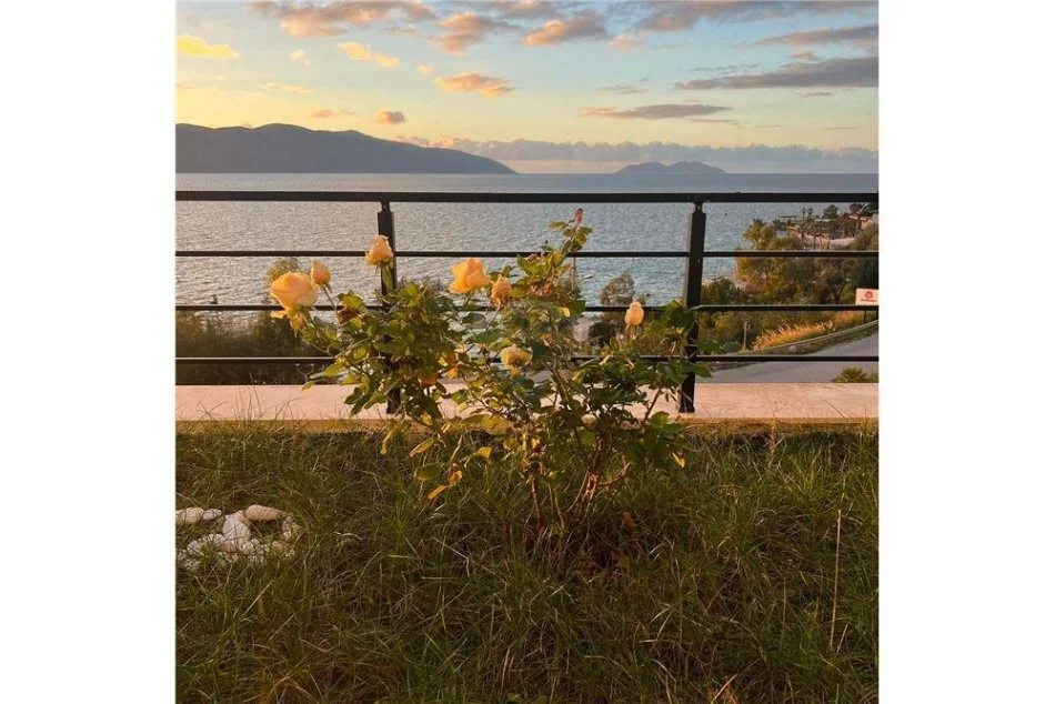 shitet , (vlore radhime)