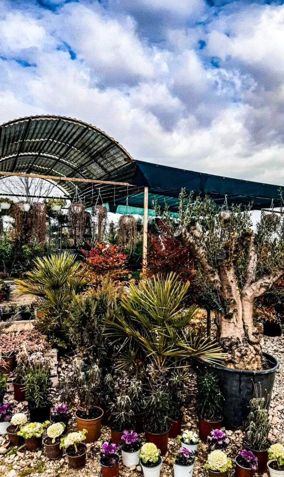 Durres, shes Aktivitet Biznesi Peme &amp; Lule Natyrale (Belli Fiori) 30 €