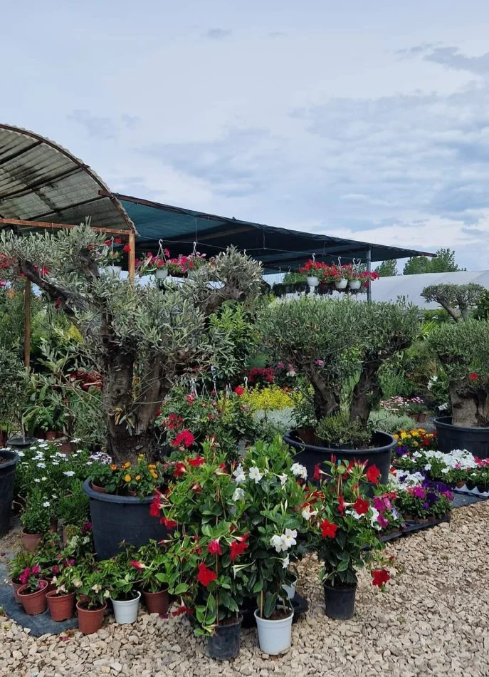 Durres, shes Aktivitet Biznesi Peme &amp; Lule Natyrale (Belli Fiori) 30 €