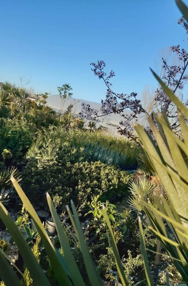 Durres, shes Aktivitet Biznesi Peme &amp; Lule Natyrale (Belli Fiori) 30 €