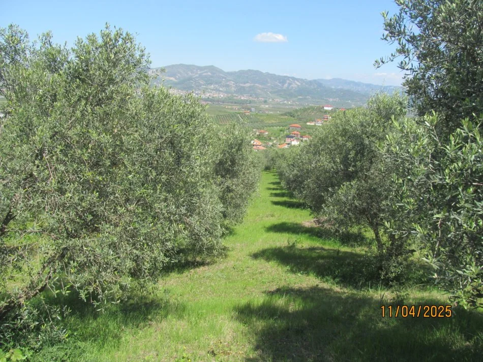 Peqin, Shitet Toke Are, siperfaqe 7,700 m², Cmimi fillestar 1,411,200 Lekë