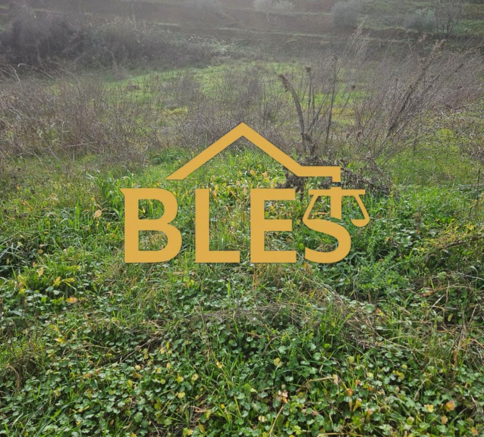 IMG-20251026-WA0003.jpg IMG-20251026-WA0003.jpg