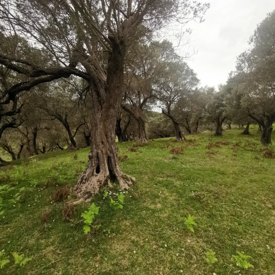 Tirane, toke , 18.500 m² (Mjull Bathore)