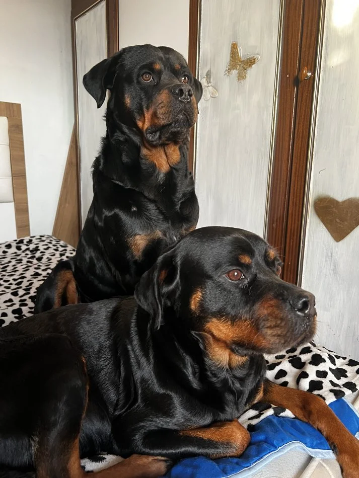 Tirane, shes Kelysha Rottweiler 250 €