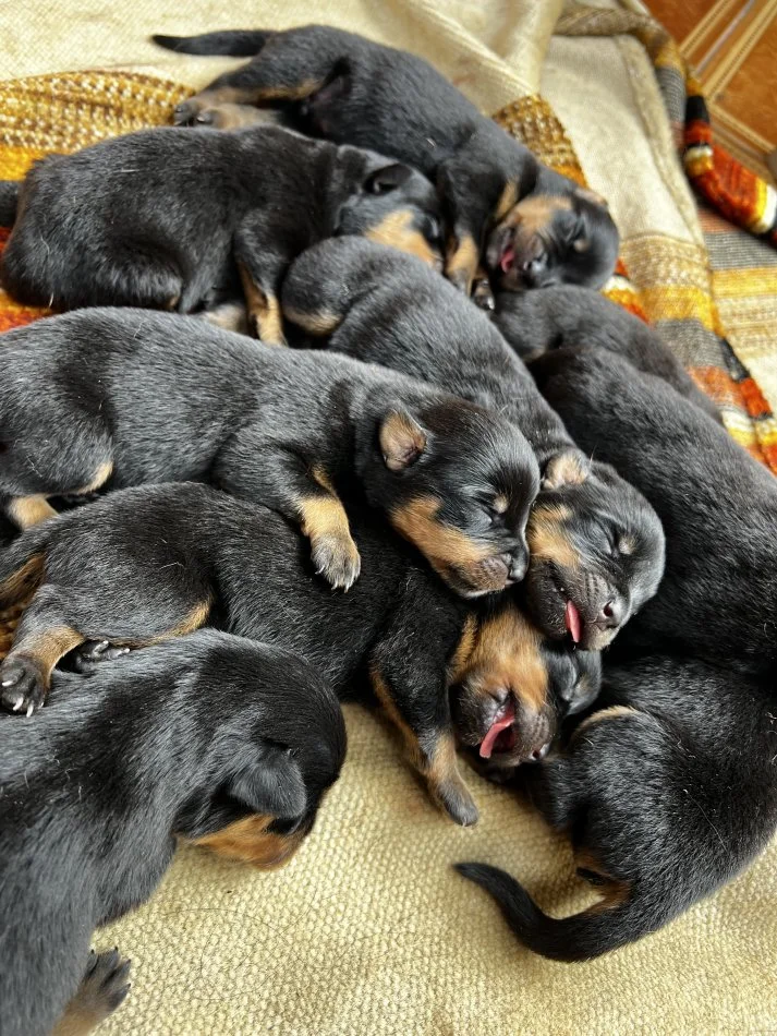 Tirane, shes Kelysha Rottweiler 300 €