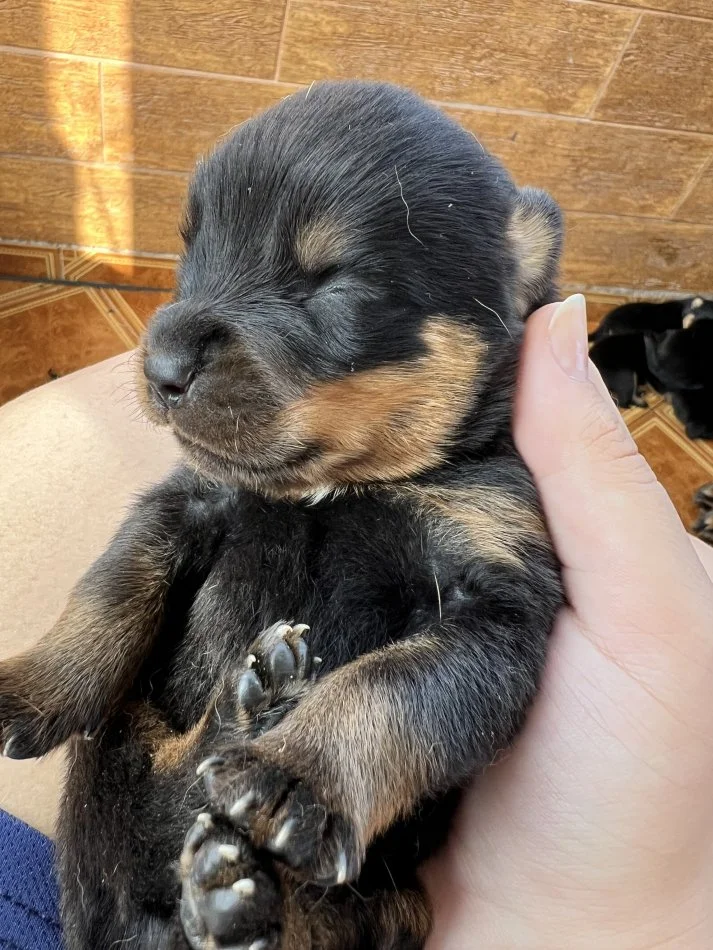 Tirane, shes Kelysha Rottweiler 300 €