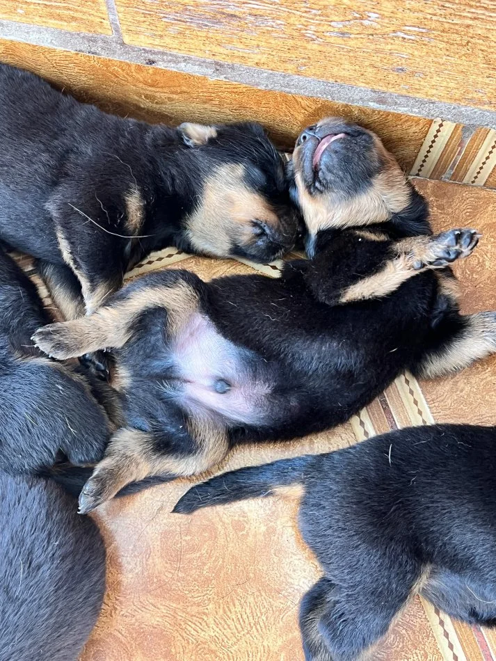 Tirane, shes Kelysha Rottweiler 300 €