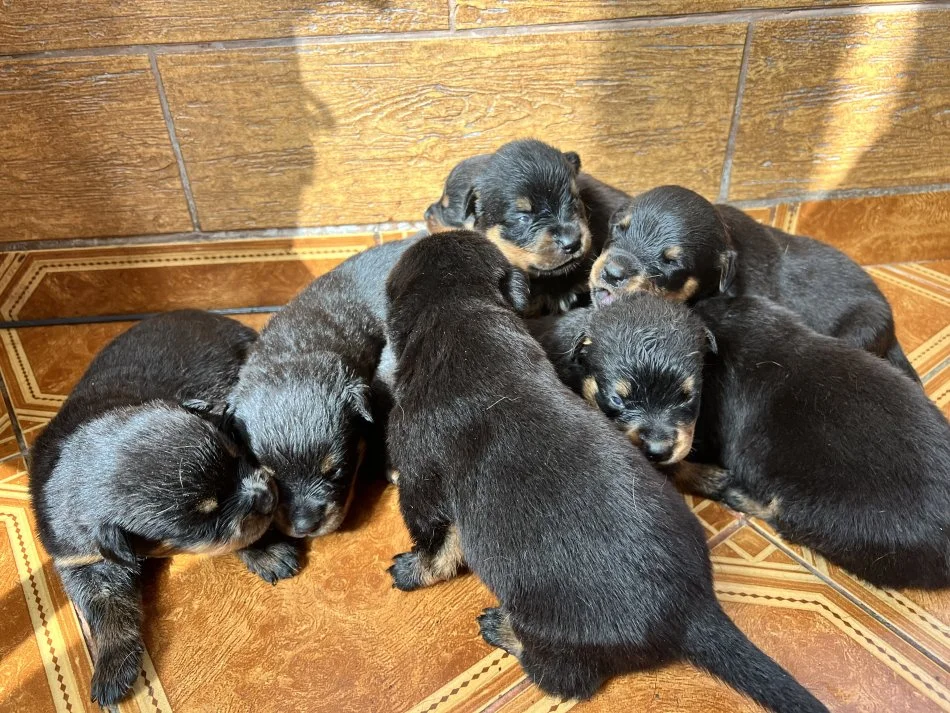 Tirane, shes Kelysha Rottweiler 250 €