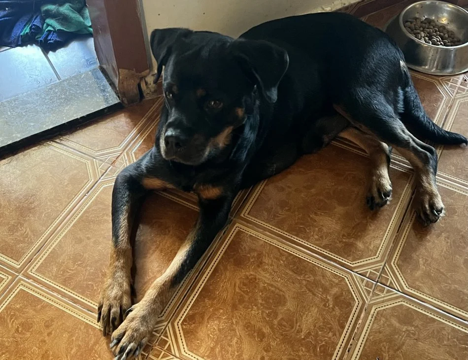 Tirane, shes Kelysha Rottweiler 240 €