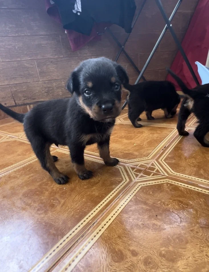 Tirane, shes Kelysha Rottweiler 240 €