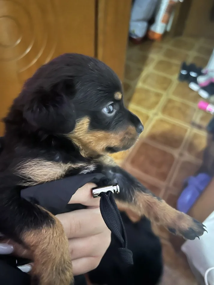 Tirane, shes Rottweiler 200 €
