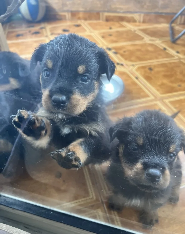 Tirane, shes Kelysha Rottweiler 200 €