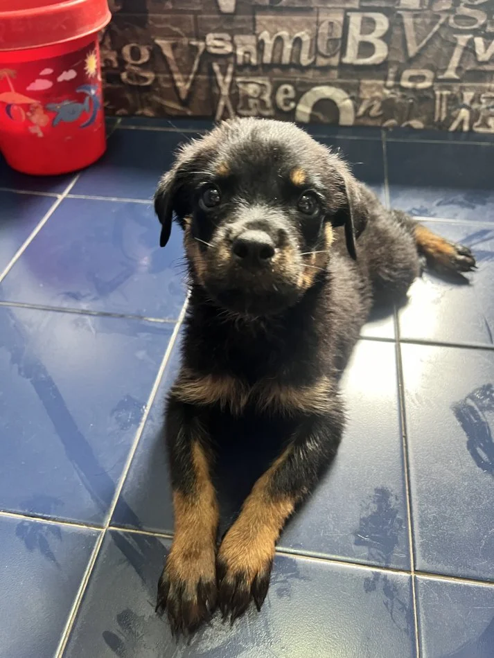 Tirane, ofroj Rottweiler Per Adoptim