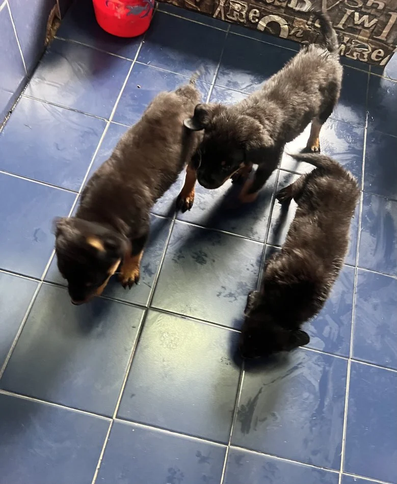 Tirane, ofroj Rottweiler Per Adoptim