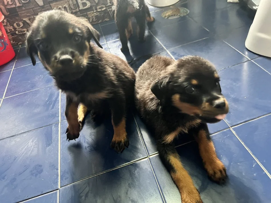 Tirane, ofroj Rottweiler Per Adoptim