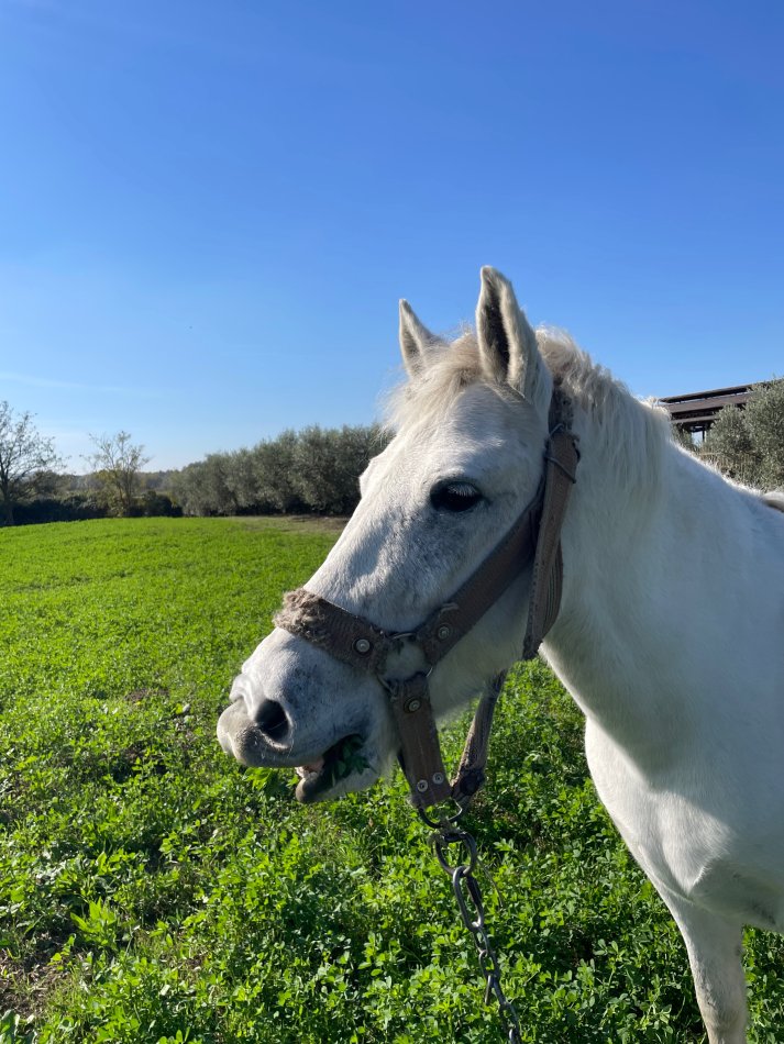 Durres, shes Shes pele 7 vjeçe 15.000 €