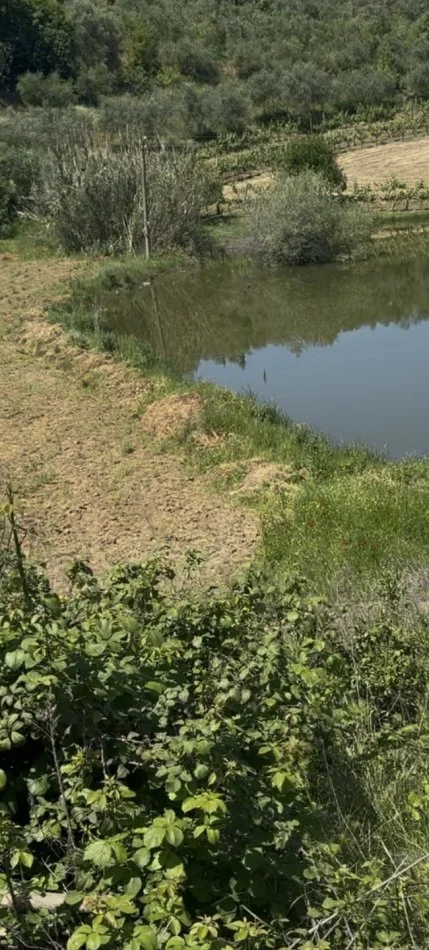 Elbasan, shitet toke , 3.600 m² (Rruga Kryesore Unaza Belsh)