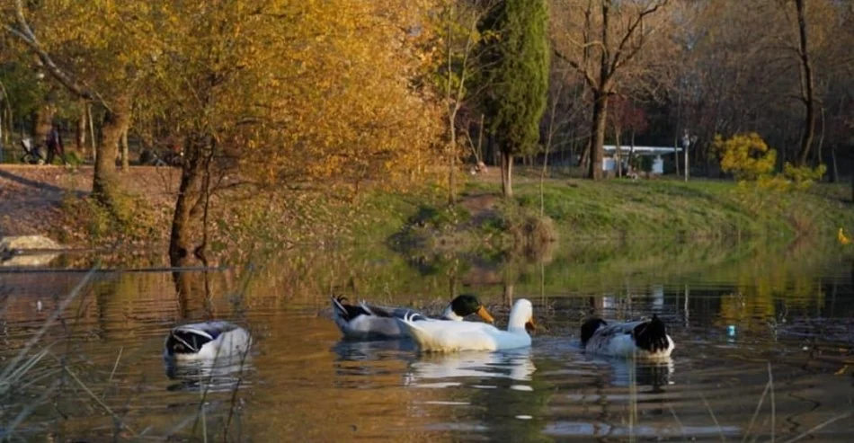 Jepet apartament 2+1+2 me qira prane Liqenit te Tiranes,Kati 4, 140 m² 730 € (Hamdi Sina)