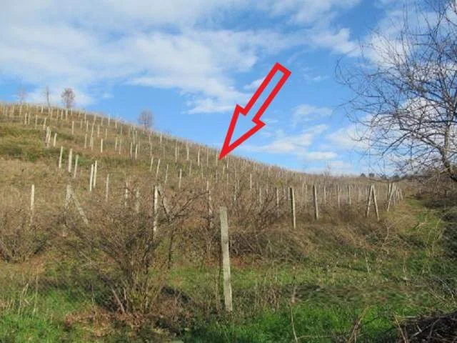 Shitet Toke Are 8.700 m², Cmimi Reference 1,000,000 Leke (Mamurras, Kurbin)