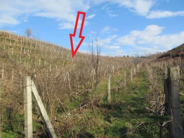 Shitet Toke Are 8.700 m², Cmimi Reference 1,000,000 Leke (Mamurras, Kurbin)