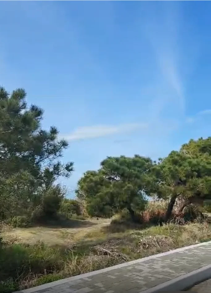 Spille, shitet toke , 