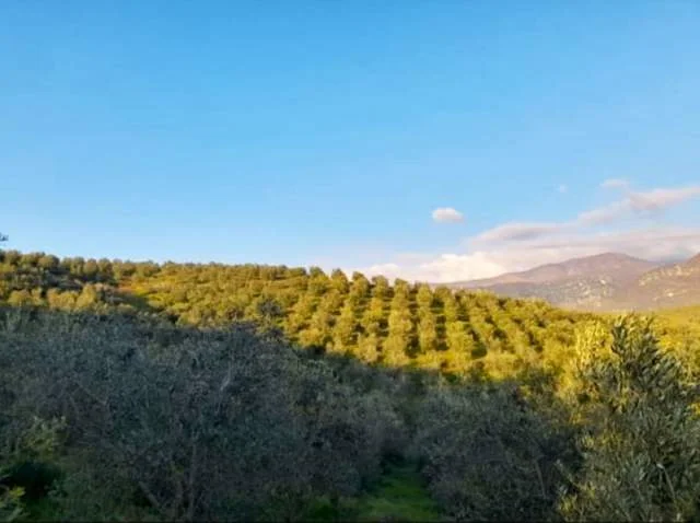 Fushe Kruje, shes toke 50.000 m² 350.000 Euro (NE MAMURRAS, 2 KM LARG QYTETIT)