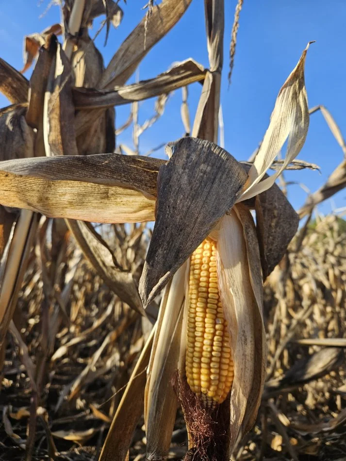 Korce, shes Miser Vendi 30T+ 27 €