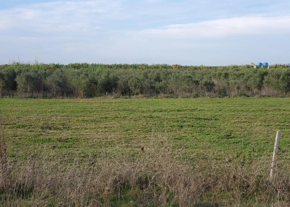 Kavaje, shitet toke , 25.000 m² 250.000 € (Kavaje)