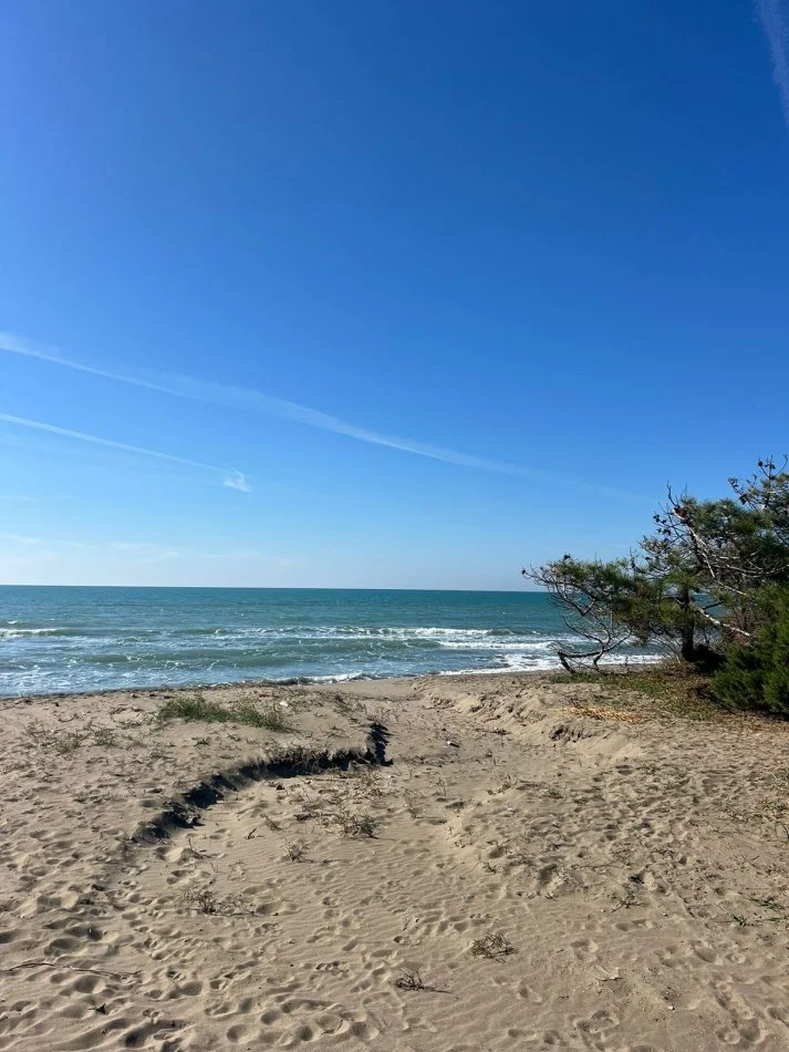 Spille, shitet toke , 4.200 m² (Spille)