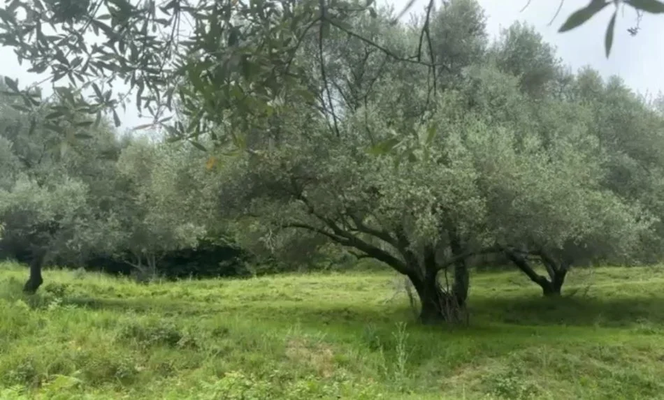 Tirane, shitet , 3.270 m² 201.000 € (Mjull Bathore, Rruga "Asllan Begu")