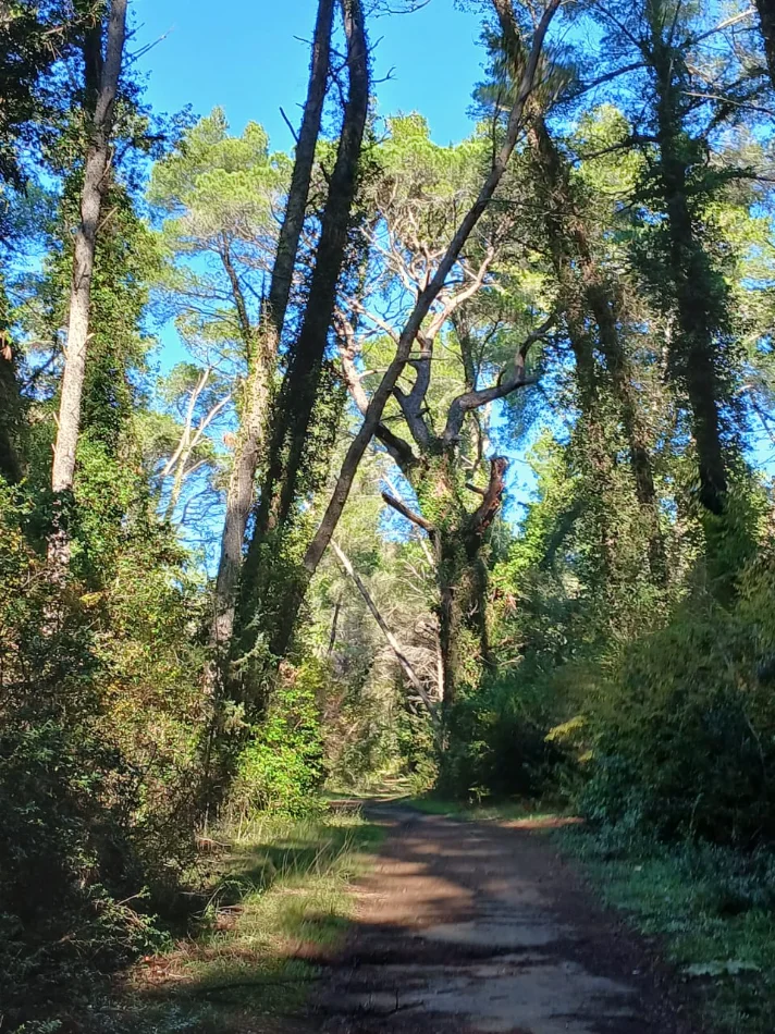 Divjake, shitet hotel Kati 0, 1.200 m² 960.000 € (Divjake)